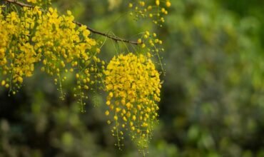 Vishu Festival 2023 : Vishu History, Significance, vishu kani , Vishukaineettam and Celebrations