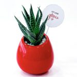 Succulent plant gift ideas