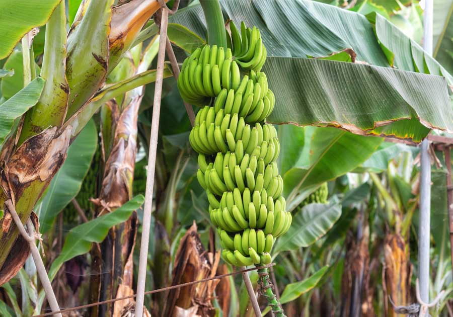 Banana trees2 India's Favourite Online Gift Shop
