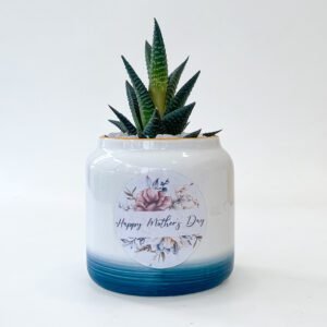 Plant with Pot 