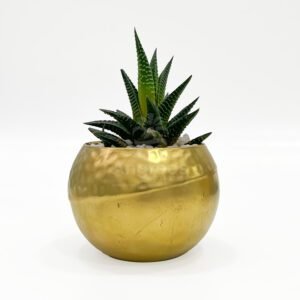 Golden Plant with pot 