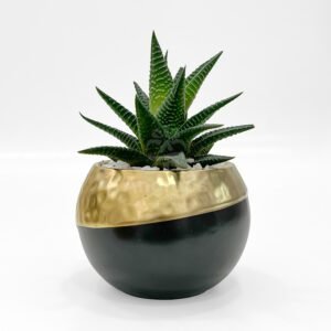Black & Golden Plant with pot 