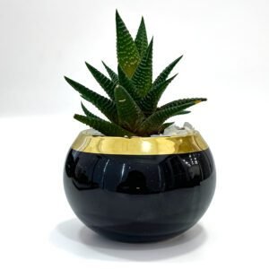 Black and golden plant with pot