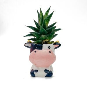 Ceramic pot and plant