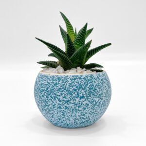 Blue white Pot with Plant 
