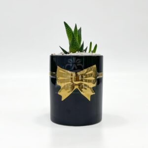 Black Pot with plant