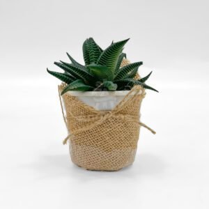 Plant with jute cover 