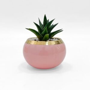 Pink gold Pot with plant
